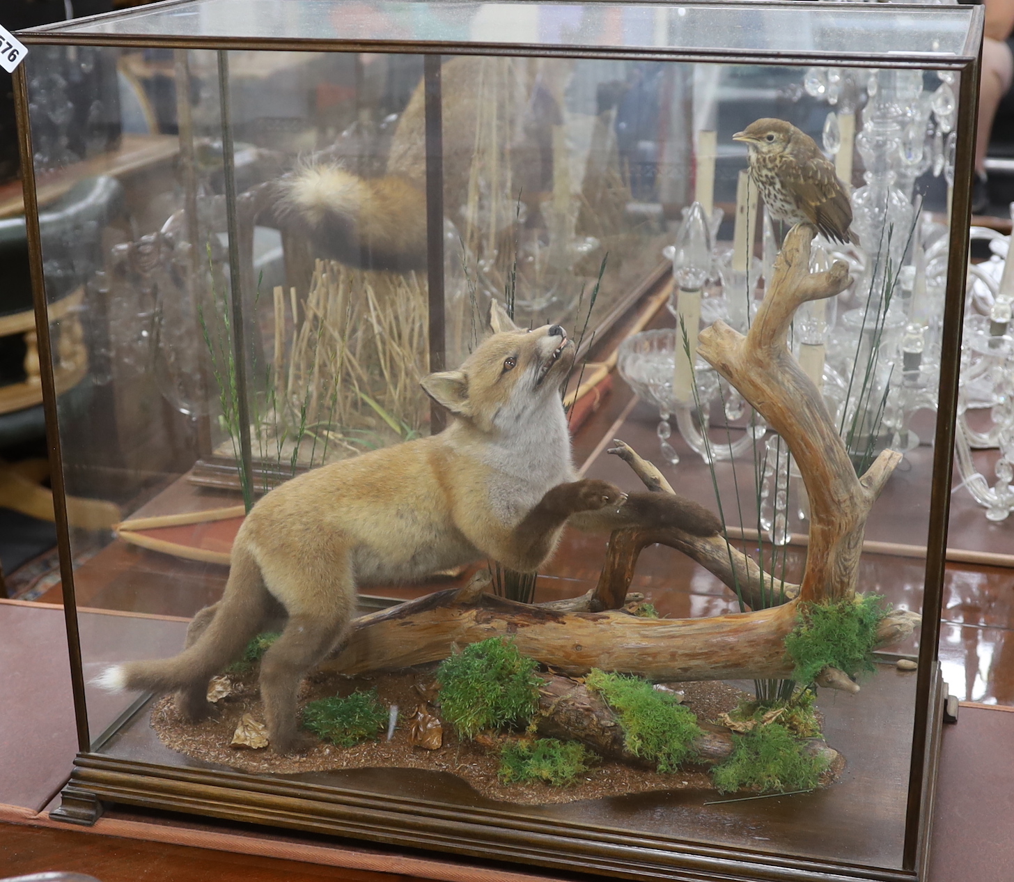 A taxidermy group of fox and bird, on a naturalistic setting, glass cased, overall 61 x 65 x 34cm